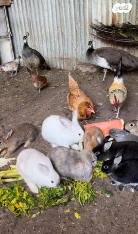 תמונת מודעה - חיות מחמד