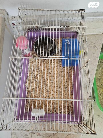 תמונת מודעה - חיות מחמד