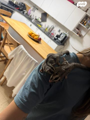 תמונת מודעה - חיות מחמד