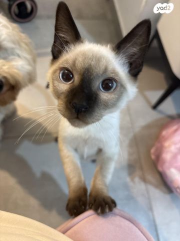 תמונת מודעה - חיות מחמד