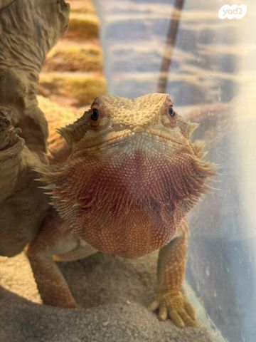 תמונת מודעה - חיות מחמד