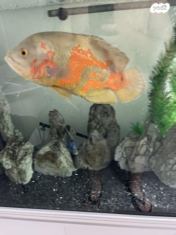 תמונת מודעה - חיות מחמד