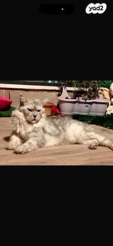 תמונת מודעה - חיות מחמד