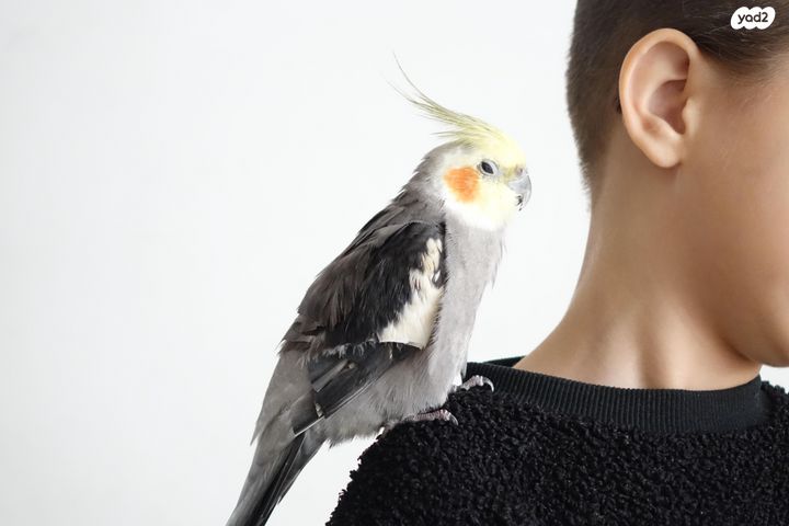 תמונת מודעה - חיות מחמד