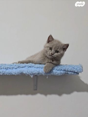 תמונת מודעה - חיות מחמד