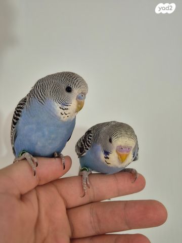 תמונת מודעה - חיות מחמד