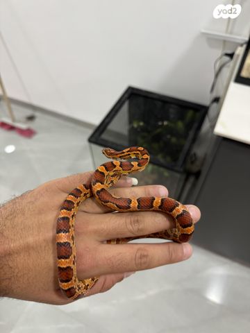 תמונת מודעה - חיות מחמד