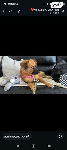 תמונת מודעה - חיות מחמד