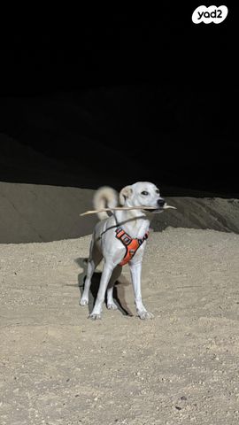 תמונת מודעה - חיות מחמד