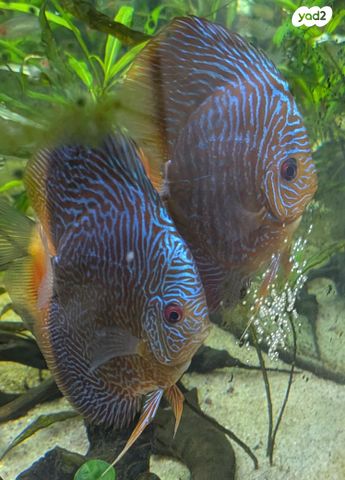 תמונת מודעה - חיות מחמד