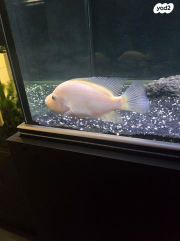 תמונת מודעה - חיות מחמד