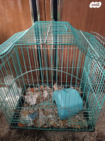 תמונת מודעה - חיות מחמד