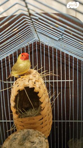 תמונת מודעה - חיות מחמד