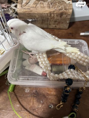 תמונת מודעה - חיות מחמד