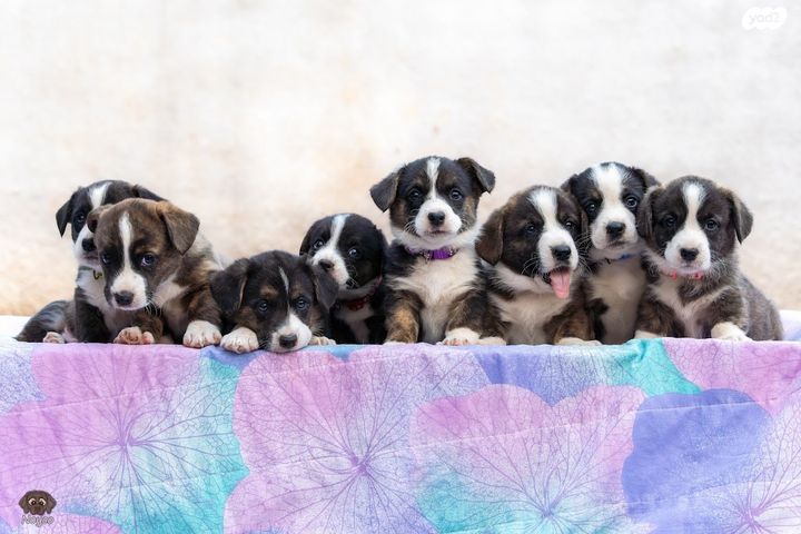 תמונת מודעה - חיות מחמד