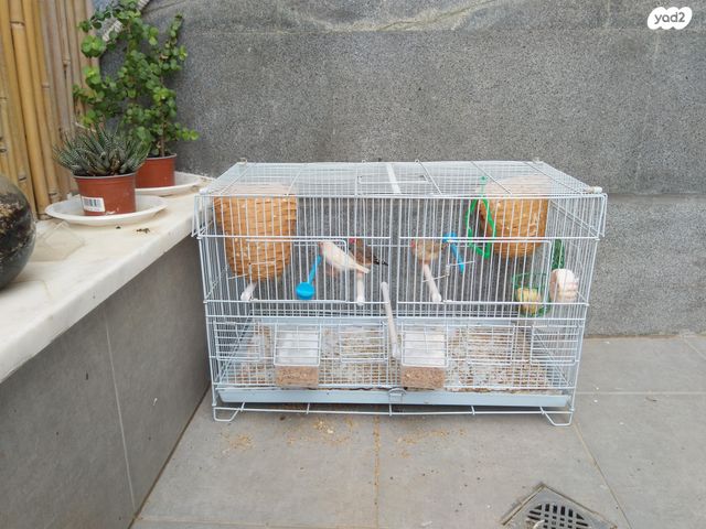 תמונת מודעה - חיות מחמד