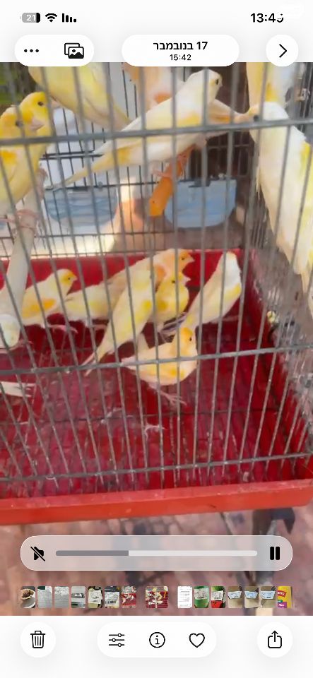 תמונת מודעה - חיות מחמד