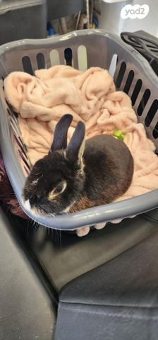 תמונת מודעה - חיות מחמד