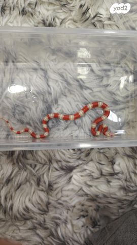 תמונת מודעה - חיות מחמד