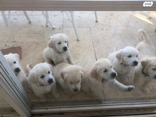 כלב גולדן רטריבר