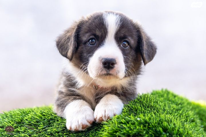 כלב וולש קורגי