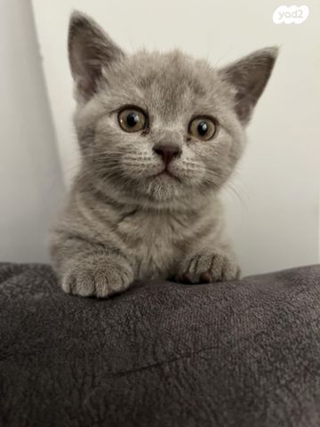 תמונת מודעה - חיות מחמד