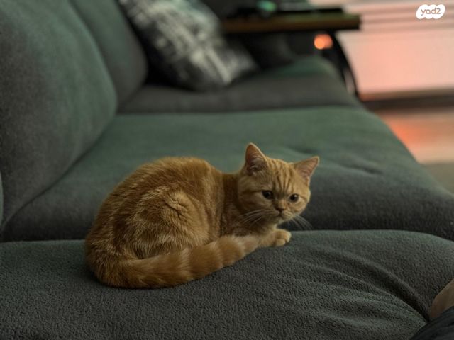 תמונת מודעה - חיות מחמד