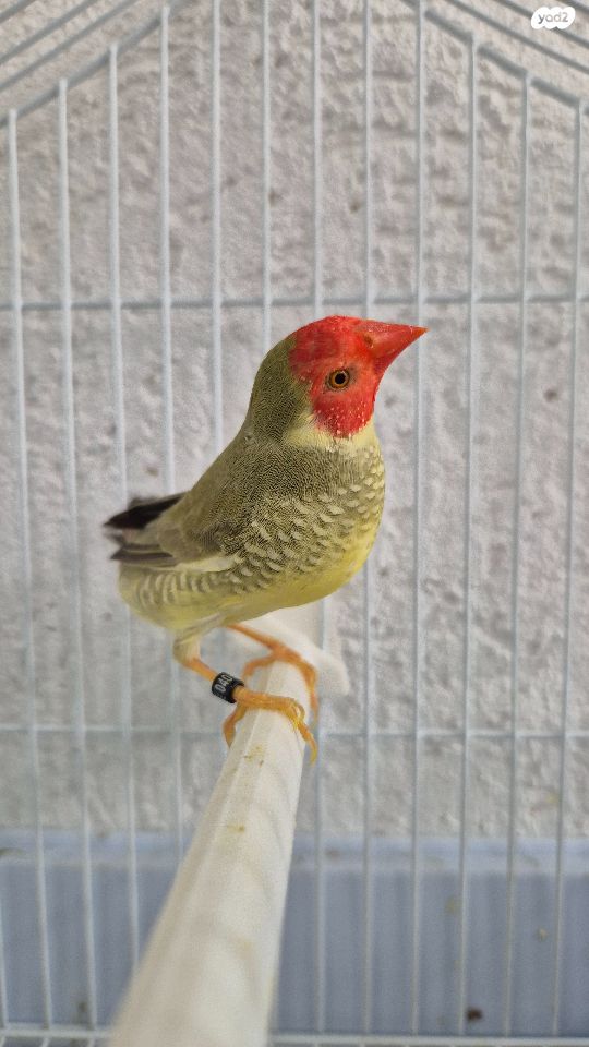 תמונת מודעה - חיות מחמד