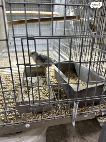 תמונת מודעה - חיות מחמד