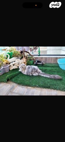 חתול מיין קון