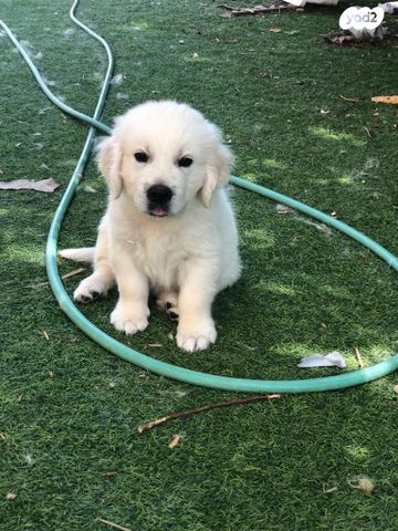 כלב גולדן רטריבר