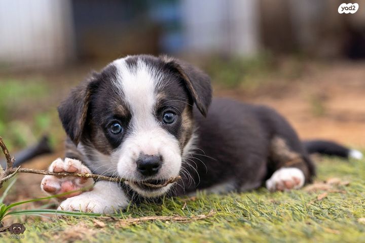 כלב וולש קורגי
