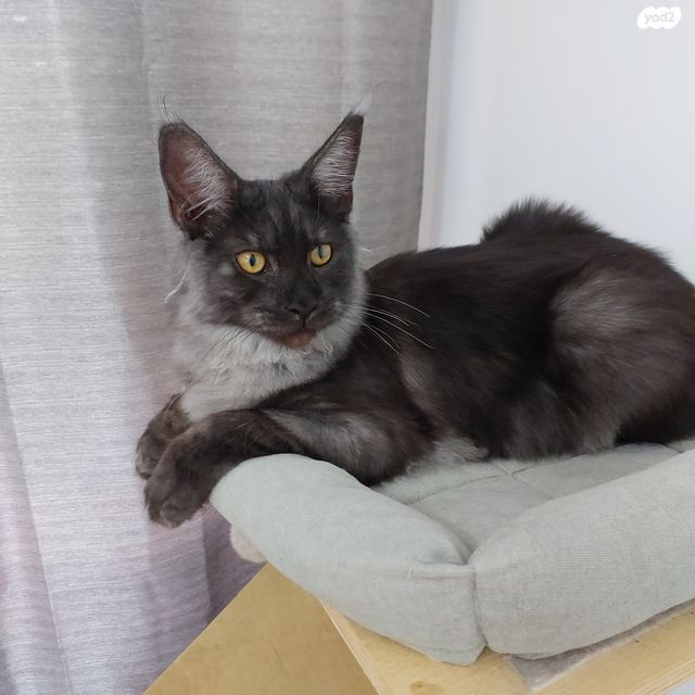 חתול מיין קון