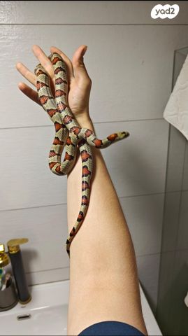 תמונת מודעה - חיות מחמד