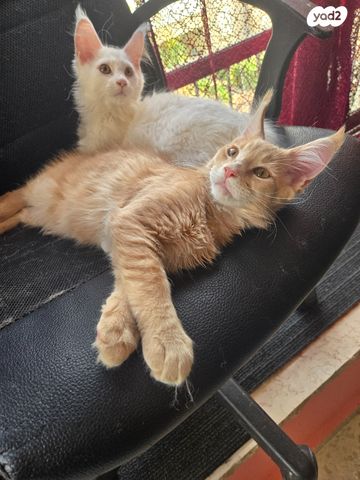 חתול מיין קון