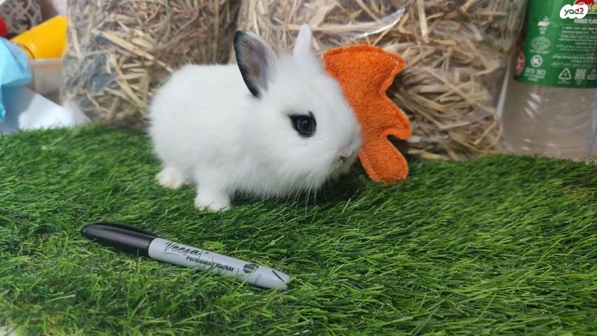 מכרסם ארנב ננסי