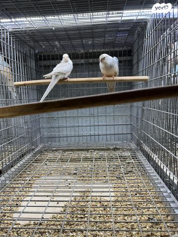 תוכי פרקיטים אוסטרלים