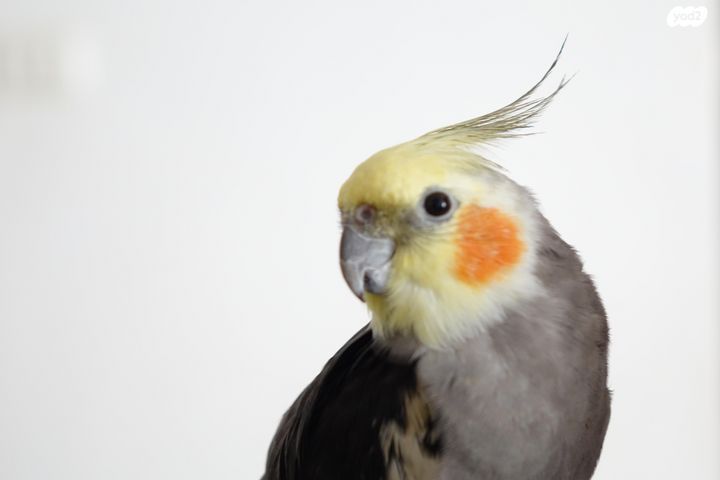 תוכי קוקוטייל