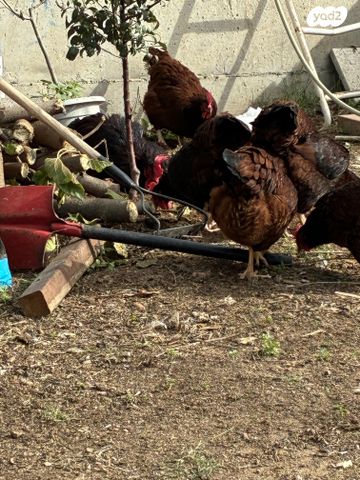 חיית משק רוד איילנד