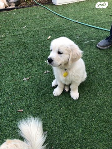 כלב גולדן רטריבר