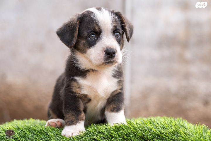 כלב וולש קורגי