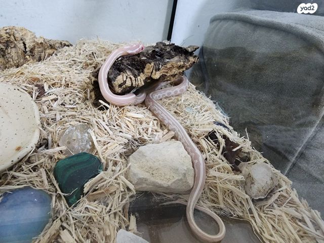 זוחל כרכן תירס