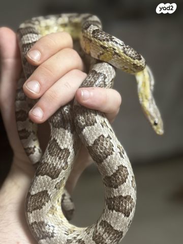 זוחל כרכן תירס