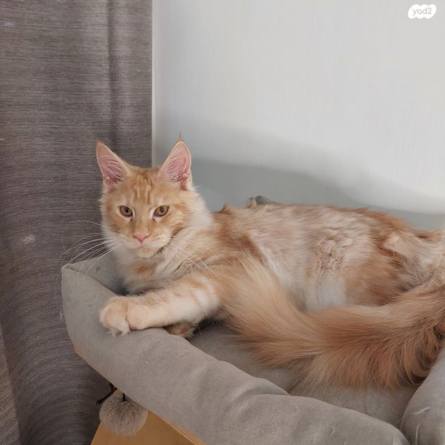 חתול מיין קון