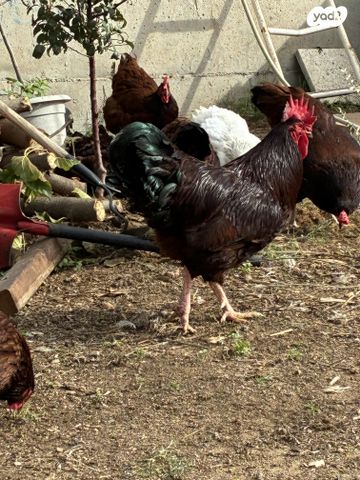 חיית משק רוד איילנד