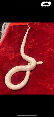 זוחל כרכן תירס