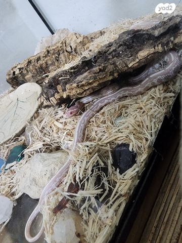 זוחל כרכן תירס