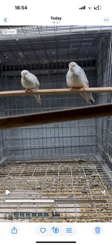 תוכי פרקיטים אוסטרלים