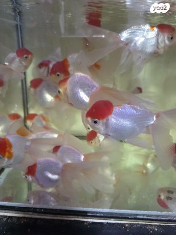 דג דגי מים קרים