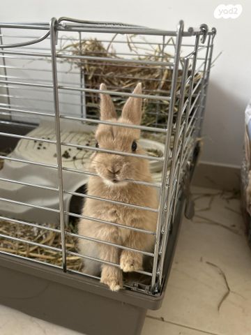 מכרסם ארנב ננסי